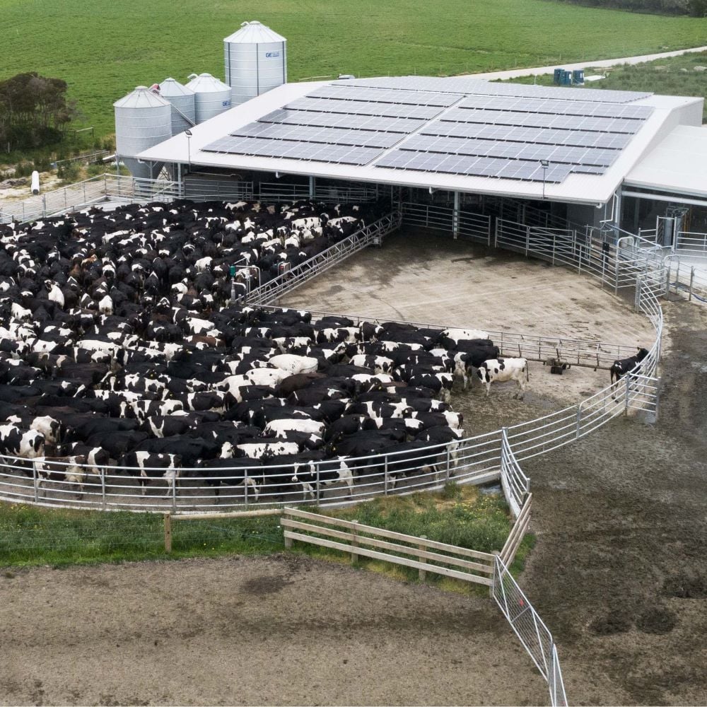 Central agricultural dairy buildings